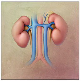 Anatomic variant:Double IVC